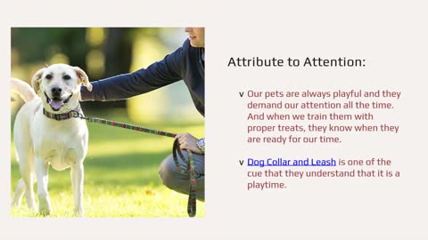 Matching Dog Harness and Leash Sets | Stylish and Secure
