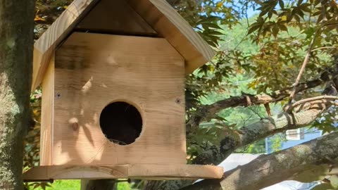 DIY Bird House for the garden!