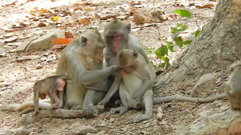 Funny animals #monkey playing #113# love animals.