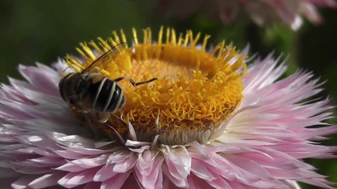 Honey bees visit flowers to collect nectar and help pollination