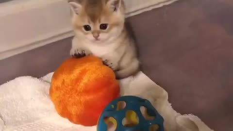 The most beautiful kitten with the ball