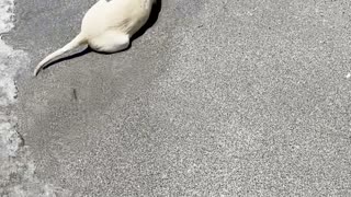 Lucy the Yellow Lab Puppy's First Trip to the Beach