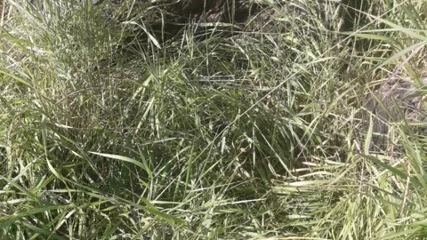 Old stump in the grass