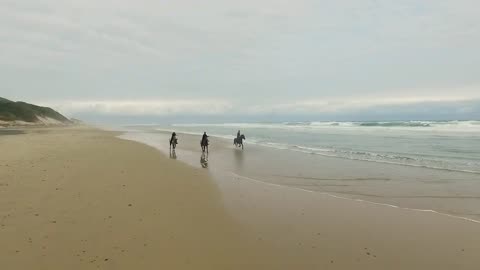 Horses Running Across a Beach Copyright Free Stock Footage
