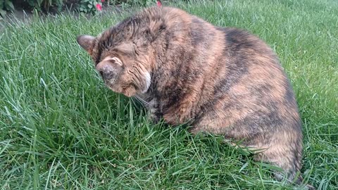 Cat Enjoying Some Great Grass