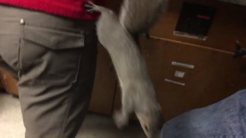 Rogue squirrel causes indoor mayhem