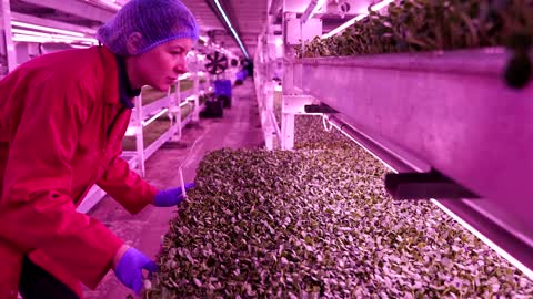 London air raid shelter becomes underground farm