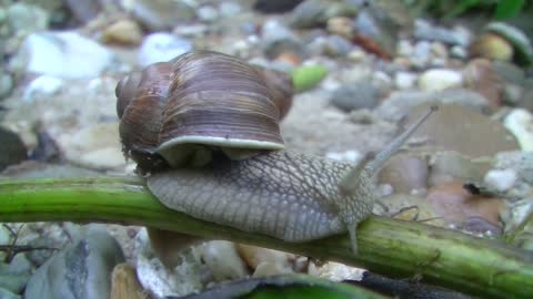 Garden Snails , How To Crawl On Branches