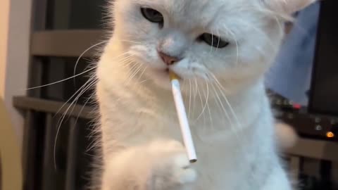 Cats Smoking 🤣🤣