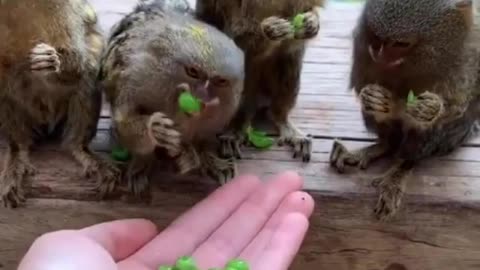 "Tiny Delights: Pygmy Marmosets Indulge in Pea-mazing Snacks!"