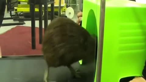 A kiwi bird fooled by humans