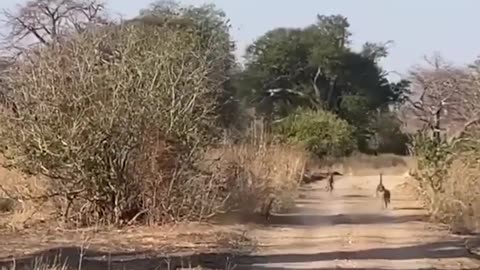 Baboons vs. Leopard: Witness the Intense Battle Unfold in the Wild!" 🌟📽️