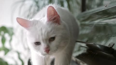 A Cat Walking Over The Piano Keyboard