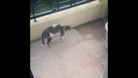 Cat slapping