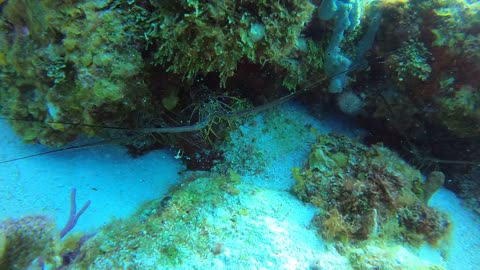 Cozumel SCUBA Diving Paraiso Reef Spiny Lobsters