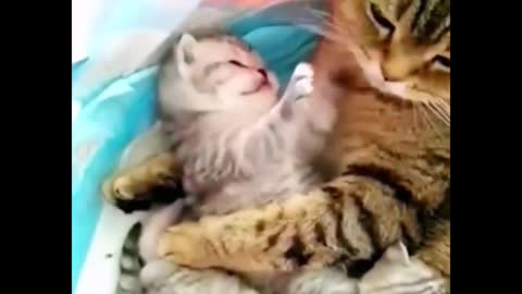 This is how mother cats take care of their babies