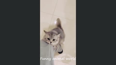 Funny animal videos _ cats 2024