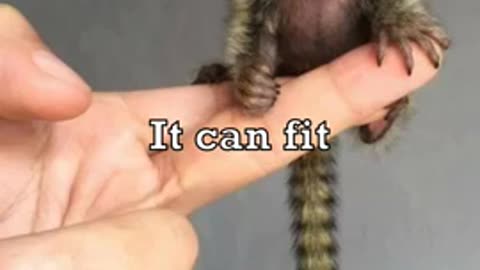 Smallest Monkey In The World 2024Viral