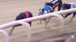 grayhound race video usa