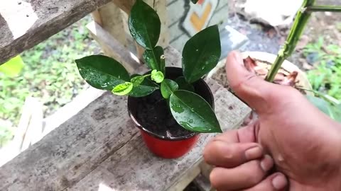 How to quickly grow lemon tree cuttings by soaking them in water