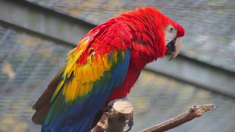 Video Macaw Bird Parrot Bird | Nature Relaxation Film || Relaxing Music Meditation