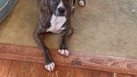 Rescue Pitty Buffy Making Crazy Eyes