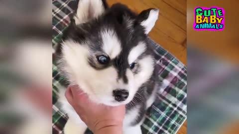 Cute Husky Puppies and Alaskan Malmute Puppies - Cute Puppies