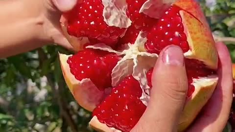 Pomegranate plantation