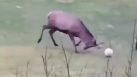 Soccer Star Deer: Unbelievable Goal and Happy Dance Celebration!