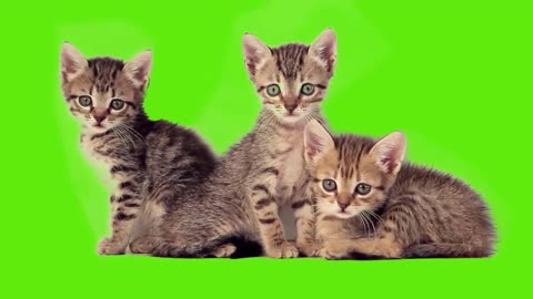 Cute Kitten Green Screen Effect