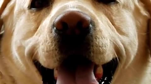 Dog Funny Dance Shorts | Funniest Dog Videos #shorts #funnydogs
