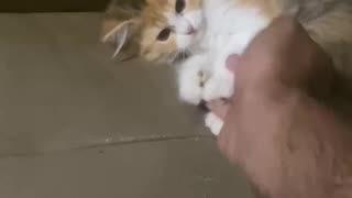 cutie cat