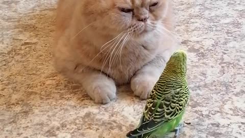 Кот и птица, милые животные #143