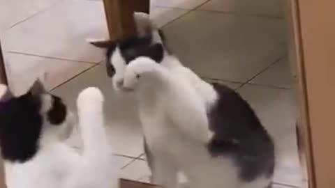The Funny Cat Practice Boxing By Looking In The Mirror