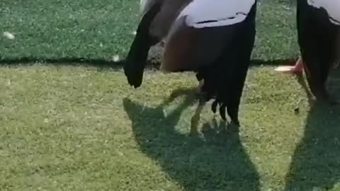 GEESE FIGHTING