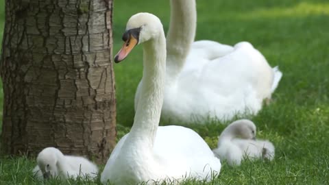 Majestic swan with their Young cute offspring