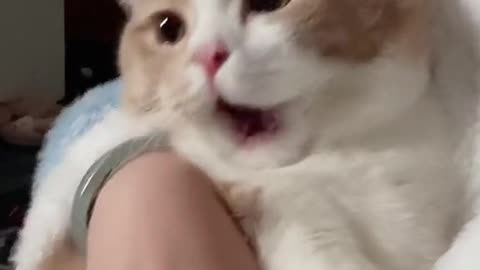 My cat hit me right after eating a snack