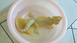 Bearded Dragon Pooping | Cute animal/pet/lizard