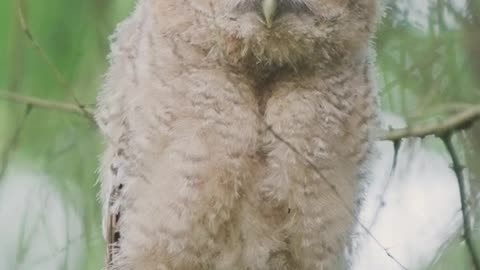 Wild young owl sees a human for the first time
