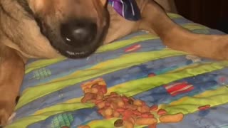 cute puppy eating