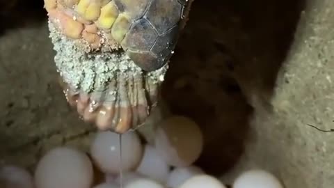 Turtle spawning