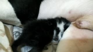 Pit Bull Cares for Newborn Kitten
