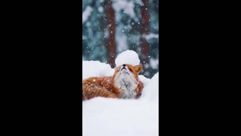 Charming Fox's Serene Snow Day Relaxation in the Winter Wonderland