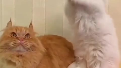 Baby Cats - Cute and Funny Cat Videos