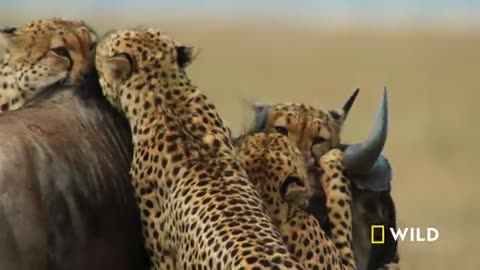 Cheetahs Takedown a Wildebeest