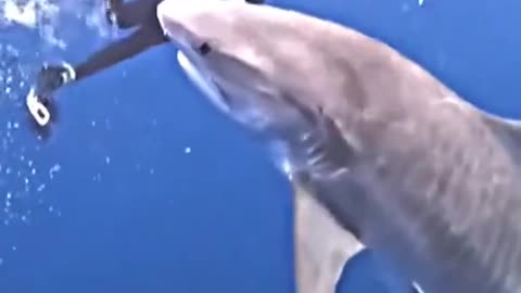 Marine biologist nearly dives into shark's mouth