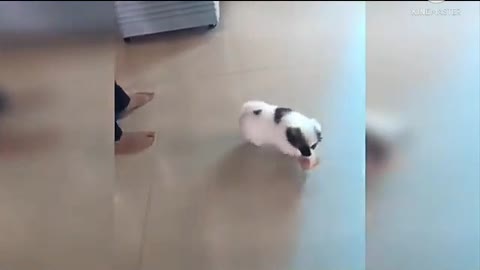 Cute puppy and 🐶 video