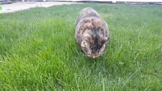 A Day in the Life of a Grass-Munching Feline
