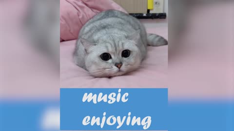 Cat enjoying music