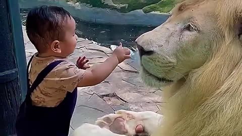 Funny and short ws boy tiger video 8